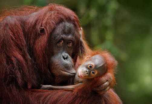 Los orangutanes photo