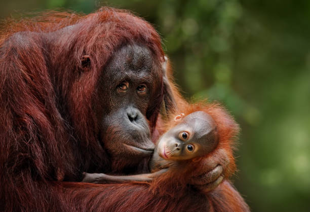 オランウータン - 動物の親子 ストックフォトと画像