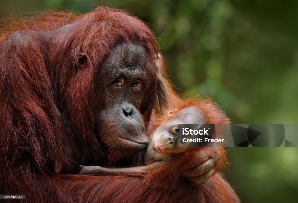 orangutans orangutan mother with child in nature Orangutan Stock Photo