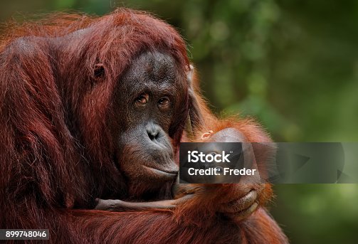 325,008 Endangered Animals Stock Photos, Pictures & Royalty-Free Images -  iStock | Endangered animals icon, Endangered animals on white