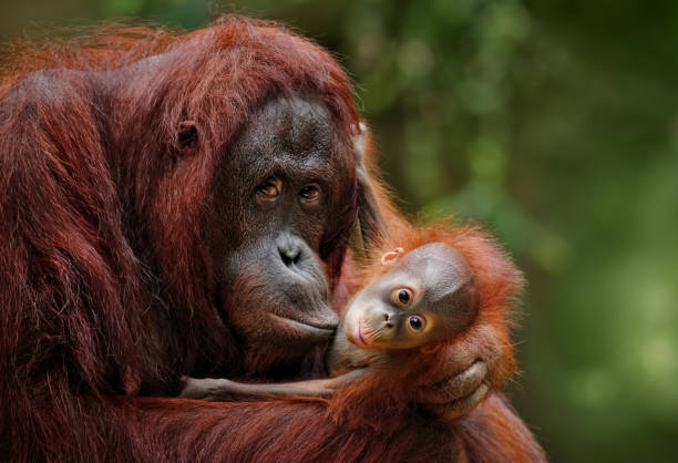 orangutans orangutan mother with child in nature wildlife stock pictures, royalty-free photos & images