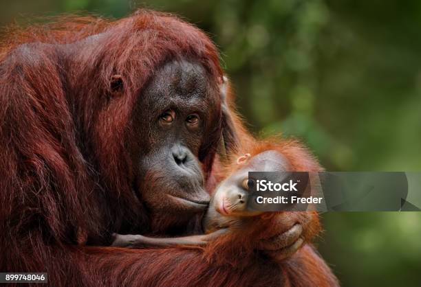 Orangutans Stock Photo - Download Image Now - Orangutan, Animal, Animal Themes