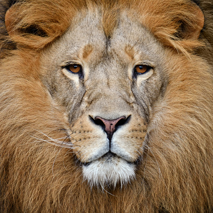 close-up of a male lion