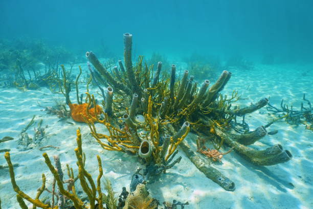 istock Underwater marine life branching vase sponge 899748252