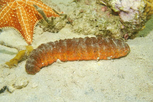 Underwater marine life Donkey dung sea cucumber Underwater marine life, Donkey dung sea cucumber, Holothuria mexicana, on the seabed of the Caribbean sea, Mexico holothuria stock pictures, royalty-free photos & images