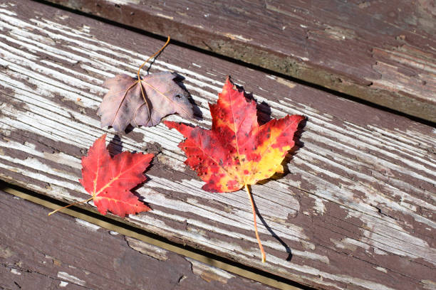 istock Red and yellow maples on an old wooden deck 899748936