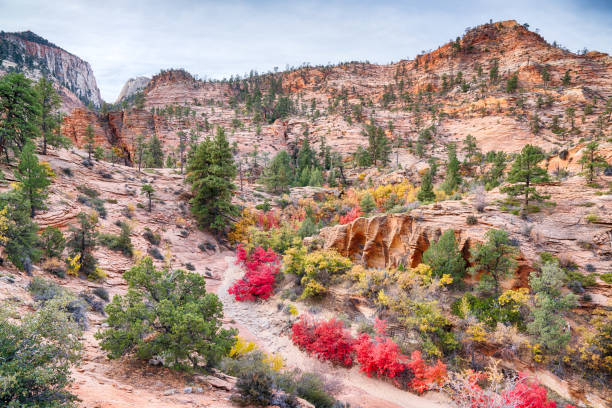 istock Autumn in Zion National Park 899749010