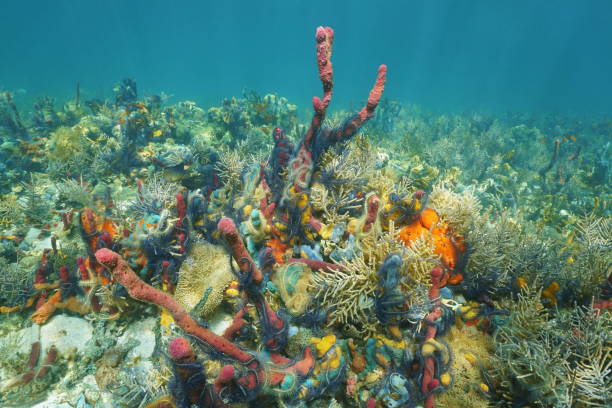 istock Underwater marine life with many colors 899751542