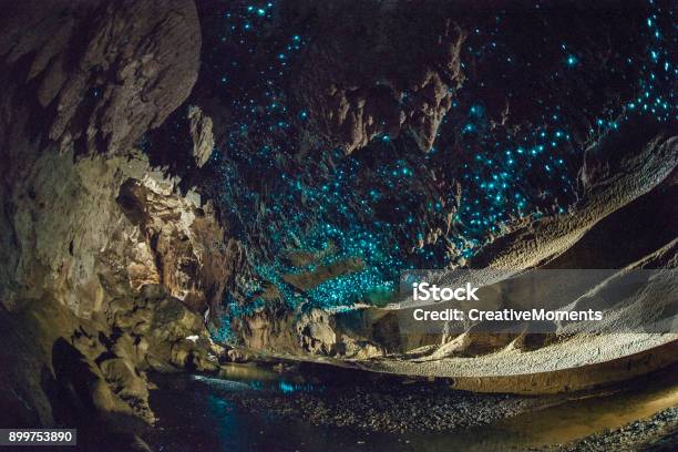 Glow Worms Shine Brightly In Waipu Caves New Zealand Stock Photo - Download Image Now