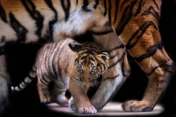 Small tiger cub walking under tiger mother body on isolated black bacground.