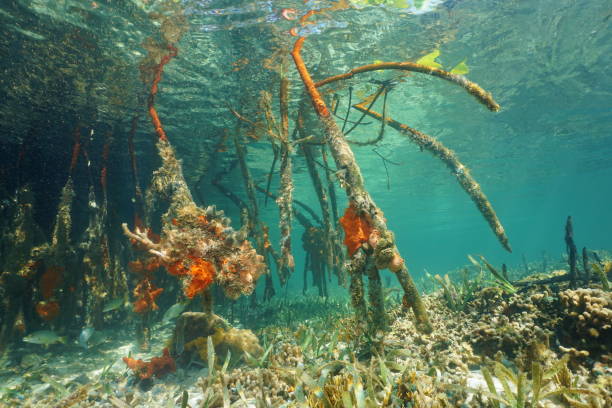 istock Underwater roots of red mangrove Rhizophora mangle 899758028