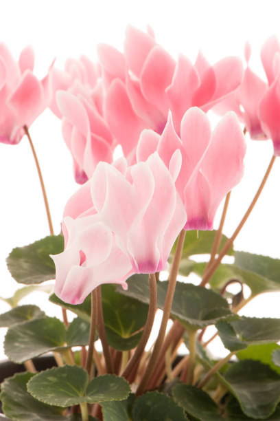 istock Beautiful pink Cyclamen flower 899758048