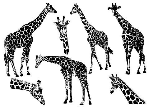 Set of silhouettes of giraffes isolated on white background