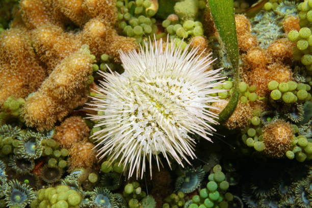 riccio di mare variegato lytechinus variegatus - green sea urchin immagine foto e immagini stock