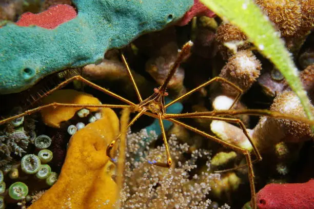 A yellowline arrow crab, Stenorhynchus seticornis, on the seabed of the Caribbean sea