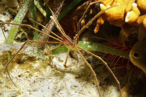 Underwater marine life, a yellowline arrow crab, Stenorhynchus seticornis, in the Caribbean sea