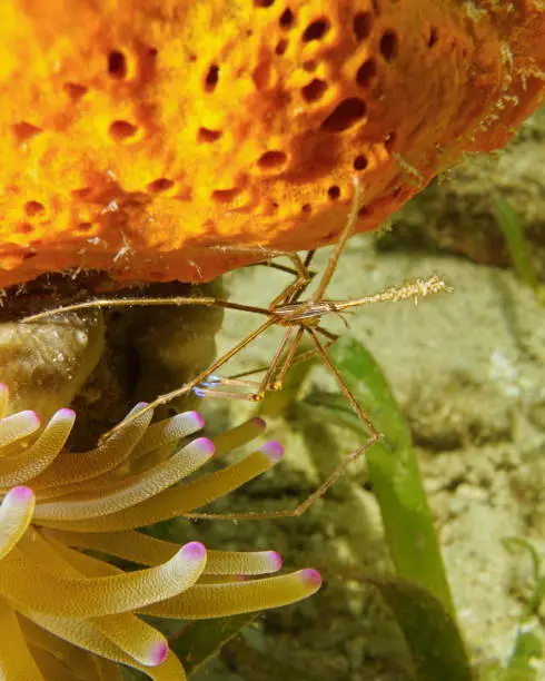 Underwater marine life, a yellowline arrow crab, Stenorhynchus seticornis, between sponge and anemone, Caribbean sea