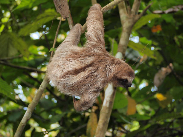 istock Young three-toed sloth hanging from a branch 899764930