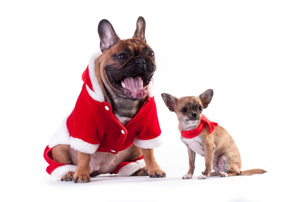 dos perros divertidos en traje de santa - chihuahua dog pets yawning fotografías e imágenes de stock