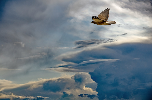 Swainson's Hawk flying ahead of and approaching storm. It is summer and the thunderhead developed late in the day.