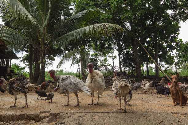istock Turkeys on a Philippine farm 899776232