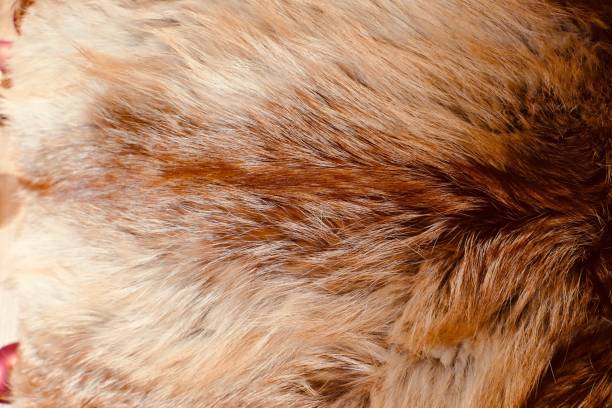 istock Close up of fox fur 899776686