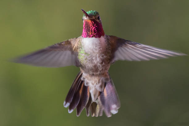 istock Angelic Hummingbird 899778922