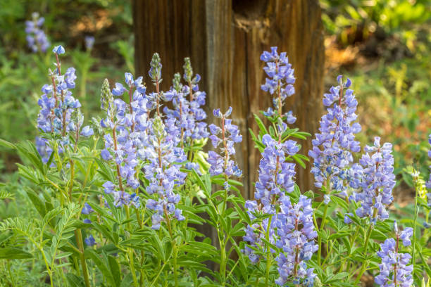 ogrodzenie łubinu - wildflower flower colorado lupine zdjęcia i obrazy z banku zdjęć