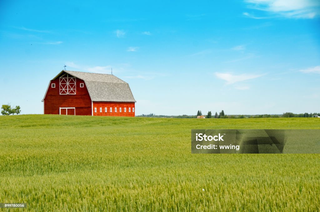 Stunning red barn and summer wheat crop Stunning Red barn and summer wheat crop Red Barn Stock Photo