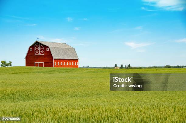 Stunning Red Barn And Summer Wheat Crop Stock Photo - Download Image Now - Red Barn, Farm, Barn