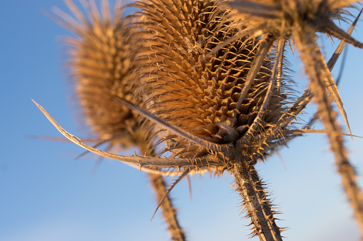 top view, close-up of a dry thistle in the field out of focus background and copy space