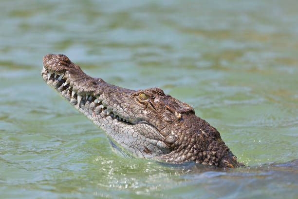 istock Crocodile at Lake Baringo, Kenya 899783452