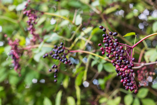 Elderberry shrub stock photo