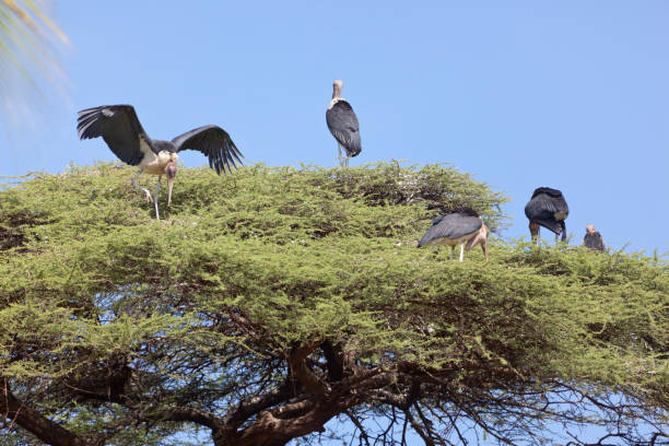 istock Marabous on top of tree 899783934
