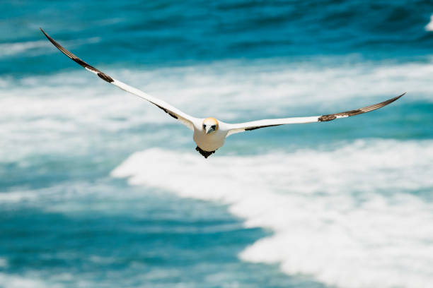 Gannet in flight at Muriwai Beach, New Zealand stock photo