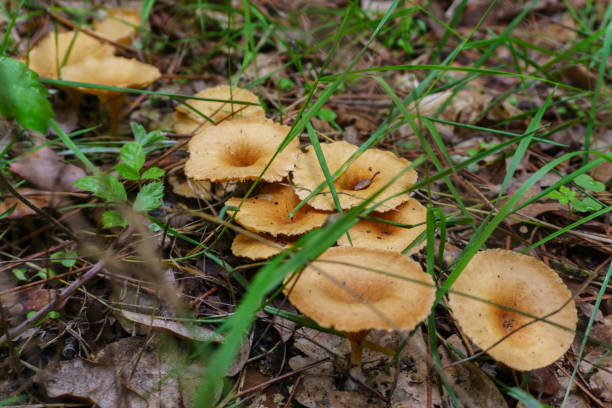 champignon de forêt dans l’arrêt moss après la pluie de longue date bir - longtime photos et images de collection