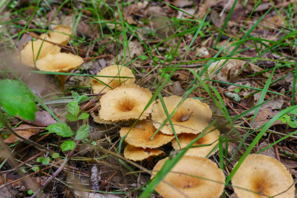 fungo della foresta nel muschio dopo la pioggia di lunga data bir - longtime foto e immagini stock