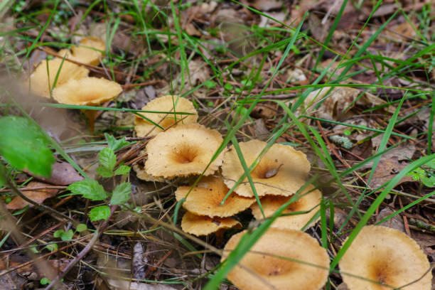 forest mushroom in moss after bir longtime rain - longtime imagens e fotografias de stock