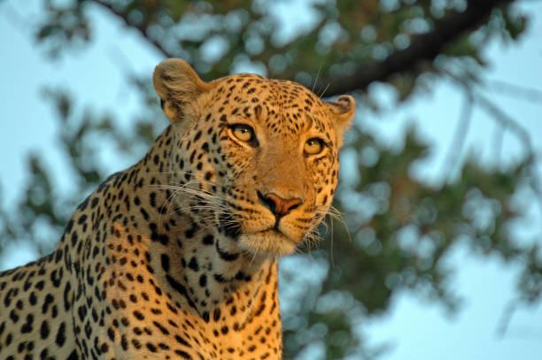 istock Leopard in a tree, taken in the Okavango Delta, Botswana 899786442