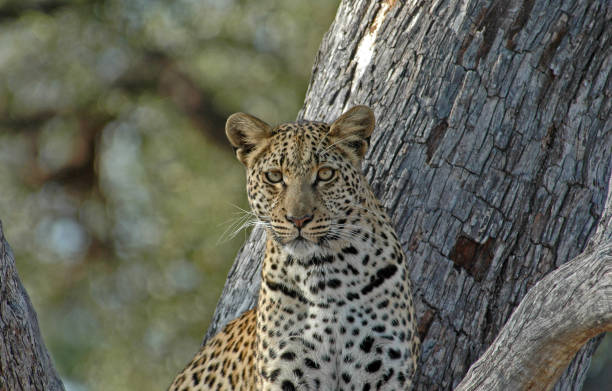 istock A female Leopard sitting in a tree in the Okavango Delta, Botswana 899786572
