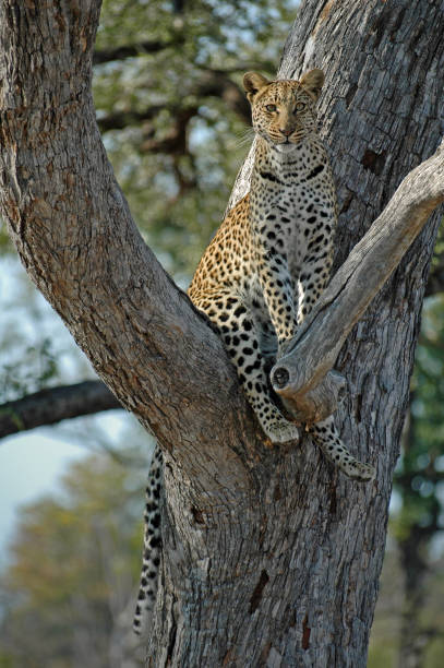istock A female Leopard sitting in a tree in the Okavango Delta, Botswana 899786612
