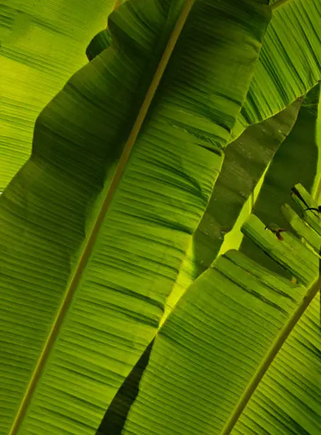 A display of banana tree leaves in color