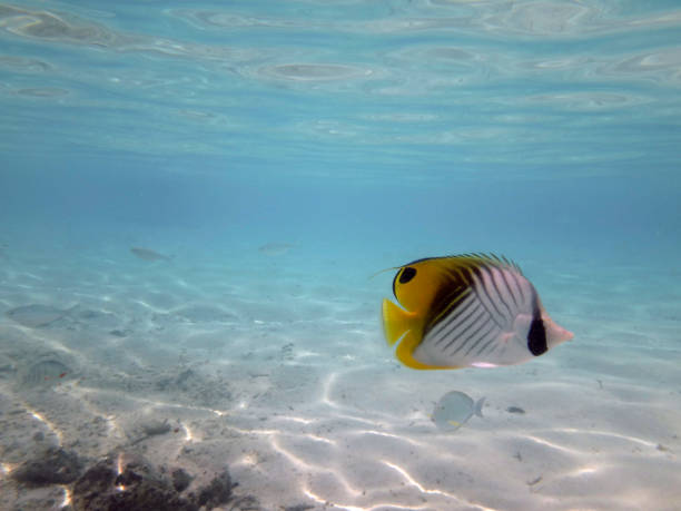 istock Curious friendly angelfish of Bora Bora, French Polynesia.