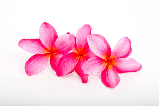 istock Tropical bright Pink Frangipani flowers 899795830