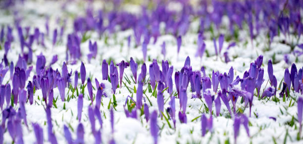 wiosenne fioletowe krokusy - saffron crocus spring nature crocus zdjęcia i obrazy z banku zdjęć