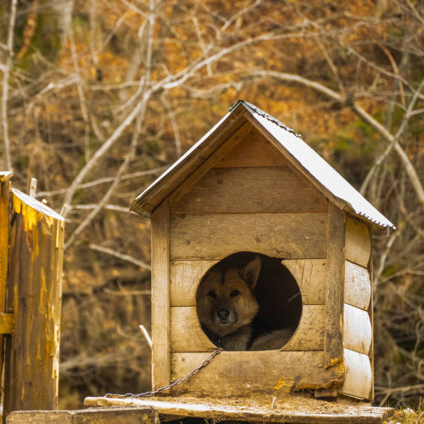 Big dog in the Doghouse.
