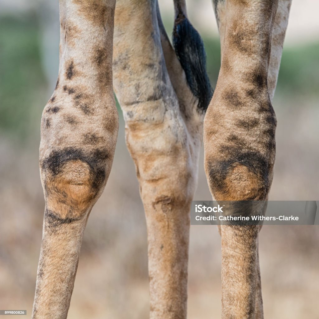 Giraffe Knees A close portrait of a pair of Giraffe knees in Southern Africa Knee Stock Photo