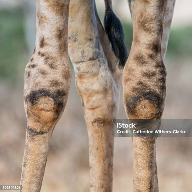 Giraffe Knees Stock Photo - Download Image Now - Knee, Africa, Animal