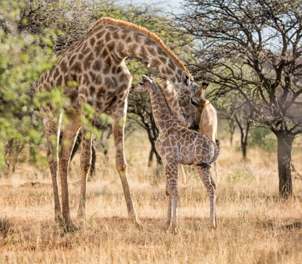 istock Mother And baby Giraffe 899801074