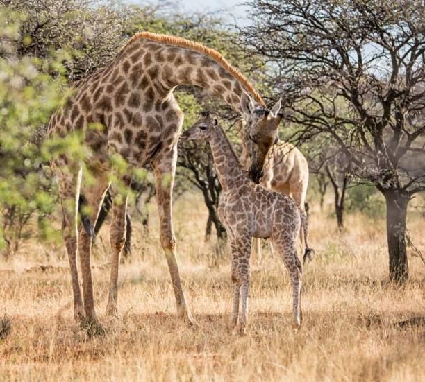 istock Mother And baby Giraffe 899801152